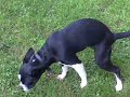 Click here to watch this video My Dog Serenity Play Outside, PART ONE