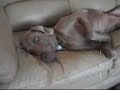 Waiting Weimaraner \"Lukas\"