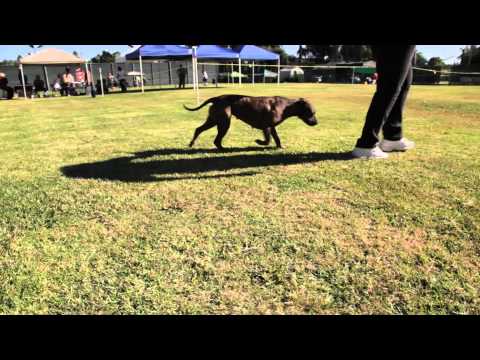 apbt