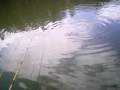 videos de Pescaria Amadora - Pesqueiro Monte Negro - Leandro Ferreira - Tilapia 2