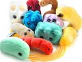 bacteria