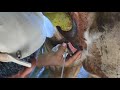 Inseminaci�n Artificial UNA-Javier Garcia