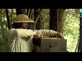Stefan apiculteur en Aquitaine Voir la vidéo