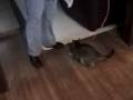 videos de Tyson wonder cat