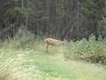 Deer, Squirrel and Rainbow