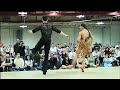 dance-republic-performance-15th-annual-harvard-beginners.html