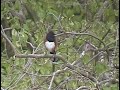 Rufous-Sided Towhee calling Rufous-Sided Towhee calling