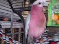 Galah with toy