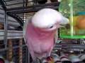 videos de Galah with toy
