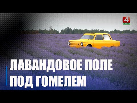 Паломніцтва турыстаў пачалося ў «Беларускі Праванс», што пад Гомелем видео
