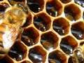 Starting a New Bee Hive