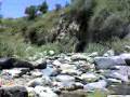 videos de SOGAY ECOSISTEMAS BIOLOGIA (6/7)2008