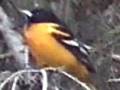 Baltimore-Oriole-sin