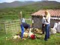 Malpàs esquilada de ovejas