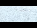 Visdief vangt vis, common tern catching fish