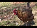 Search Video