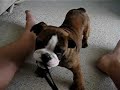 Bulldog Tug-O-War