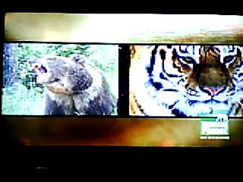 Animal face off