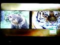 Animal Planet - Animal Face - Off