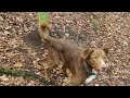 amazing acrobatic dog - on a post