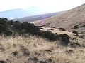 Oregon Bird dogs 3