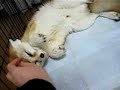 Cute fennec fox is pleased to be patted Cute fennec fox is pleased to be patted
