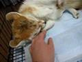 Fennec fox is pleased to be patted