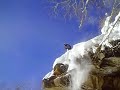 Chase - Chicken Yard Front Flip Chase - Chicken Yard Front Flip