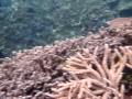 2010-05-20 | korallen auf vanuatu ~> ()