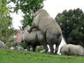 Action at Beauval Zoo