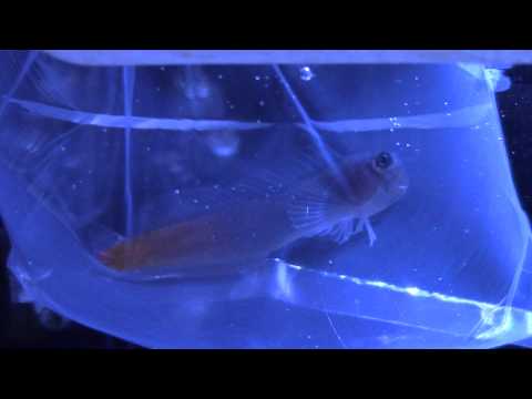CORAL REEF TANK UPDATE