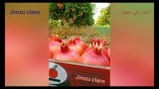 الرمان في جمزو