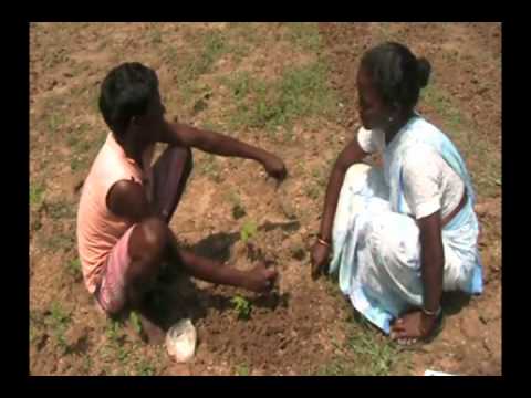how to fertilize snap beans