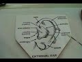 Body Piercing on the Ear Body Piercing on the Ear