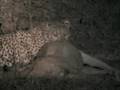 videos de Mashatu Cheetah Sighting Part 1