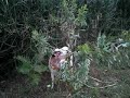 Upendo video