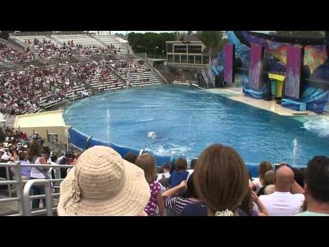 killer whale