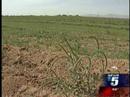 CBS-5 KPHO Phoenix news story on Covance
