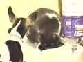 hungry dog vs fat cat    momahost.com