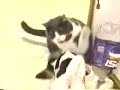 hungry dog vs fat cat    momahost.com