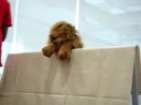 Puppet Show
