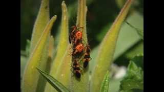 Why Native Plants