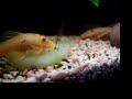 L144 pleco eats