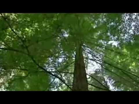 Mooji Video: Satsang In the Park