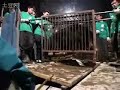 拯救黑熊，弃用熊胆