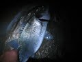 rilascio spigola 3,5 kg