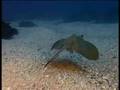 Australia MARINE WORLD (37)