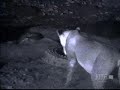 Lions vs Crocodiles