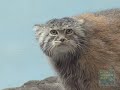 Pallas Cats at the Prospect Park Zoo 1