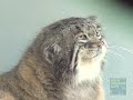 Pallas Cats at the Prospect Park Zoo